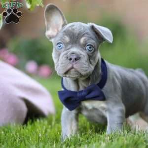 Moore, French Bulldog Puppy